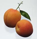 Благодаря высокому содержанию калия в абрикосах, они очень полезны для здоровья